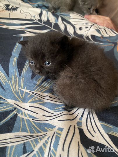 Котята британцы