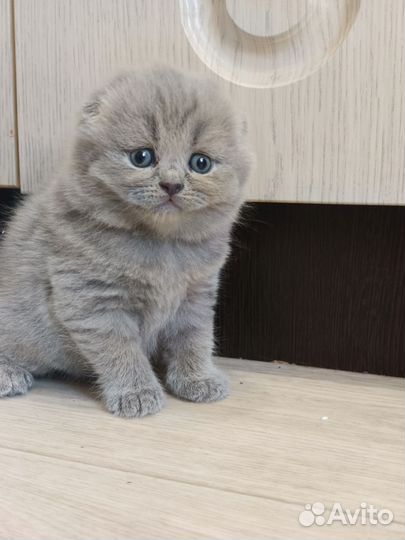 Шотландские малыши