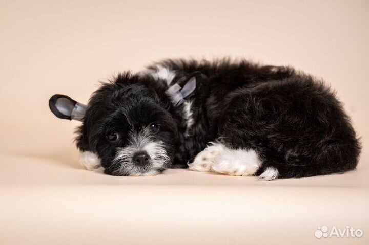 Щенки китайской хохлатой собаки