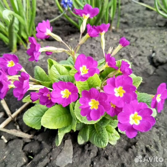 Пушкиния и другие первоцветы