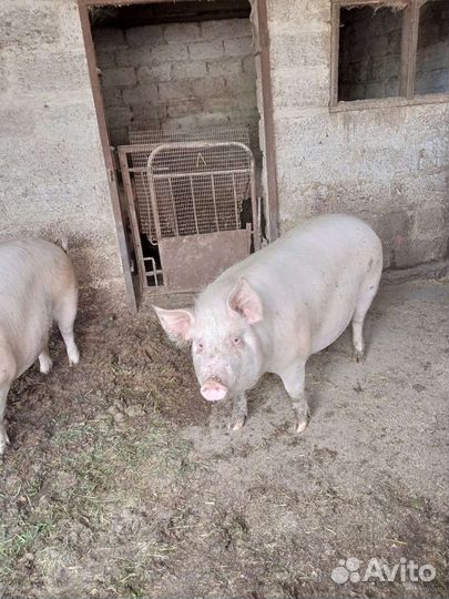 Свиньи и свиноматки