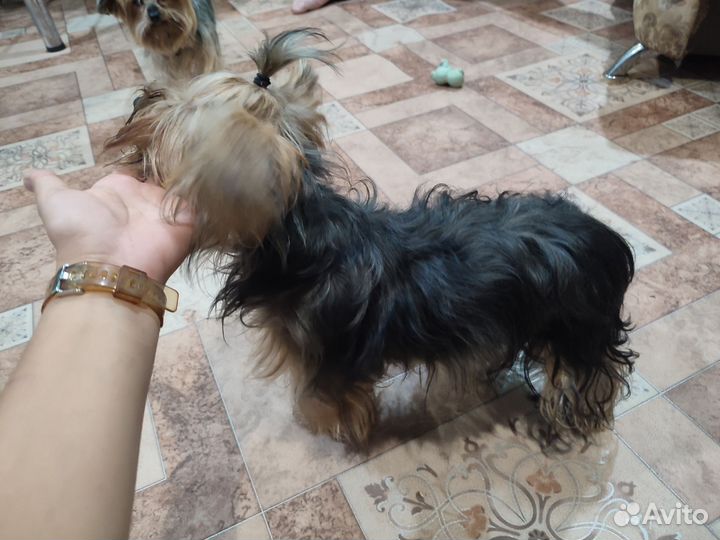 Йоркширский терьер