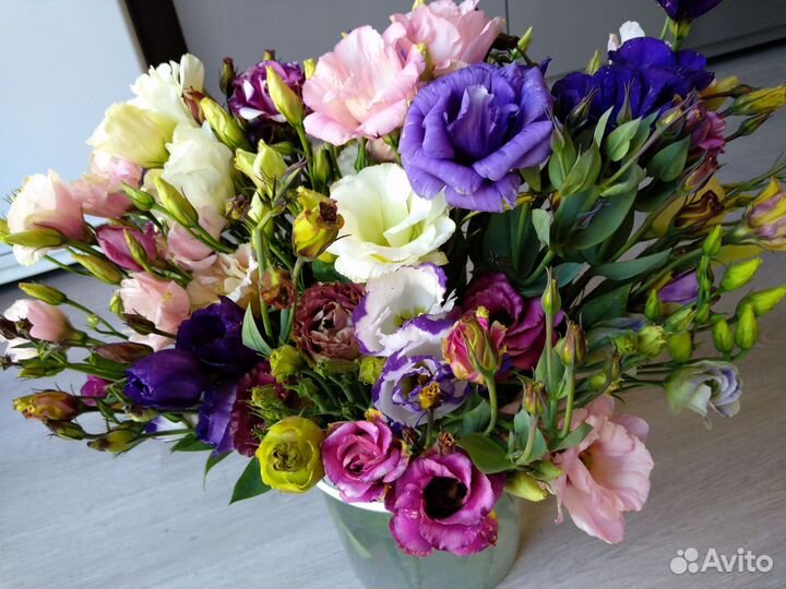 Эустома (рассада)