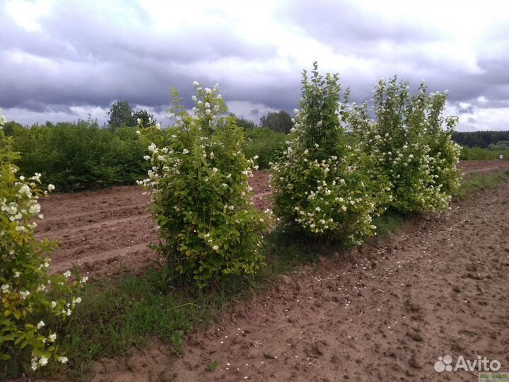 Чубушник венечный (жасмин)