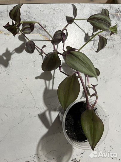 Традесканция Зебрина