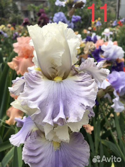 Ирисы бородатые