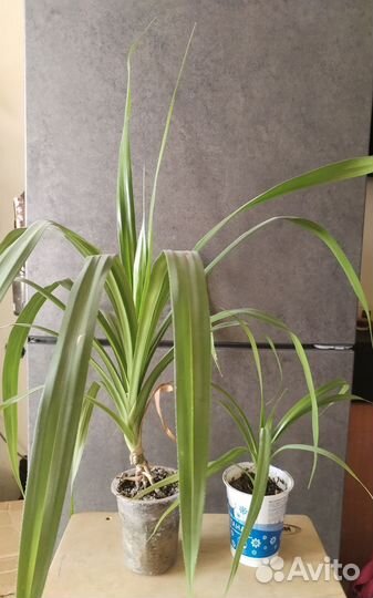 Пальма панданус