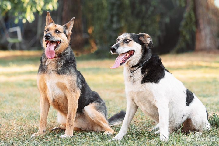 Ждут семью. Одну на двоих