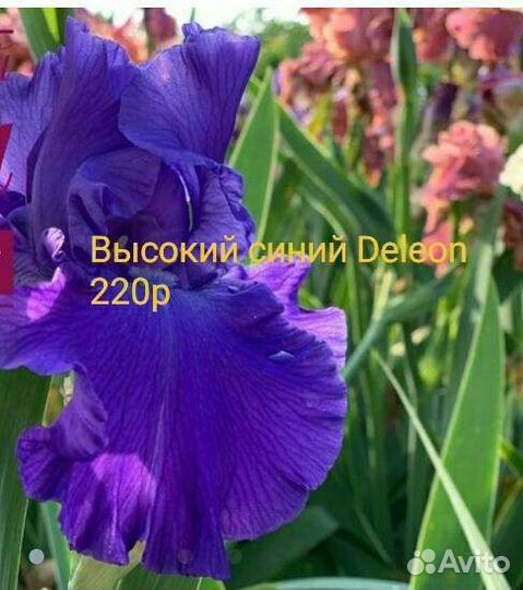 Ирисы гафрированные