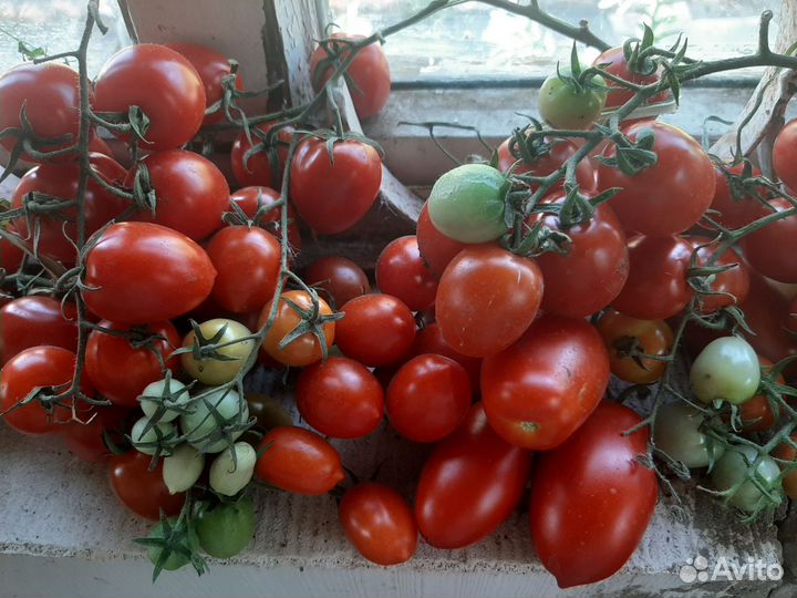 Рассада помидор