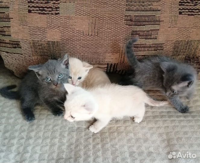 Кошка