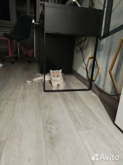 Британский кот