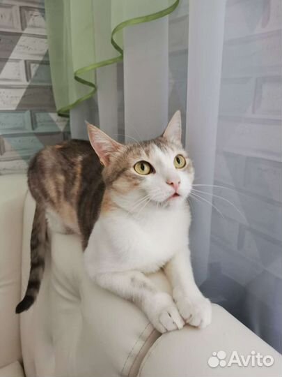 Кошки в добрые руки