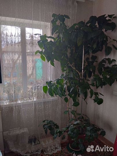 Китайская роза