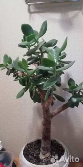 Крассула толстянка, денежное дерево