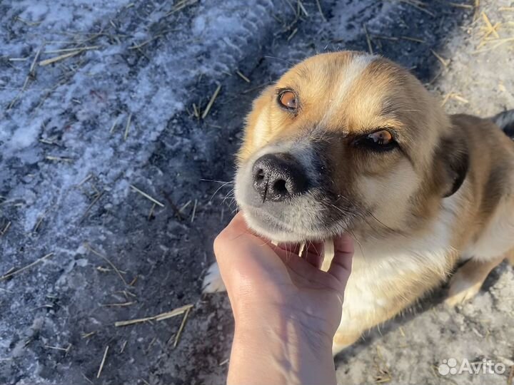 Собака в добрые руки