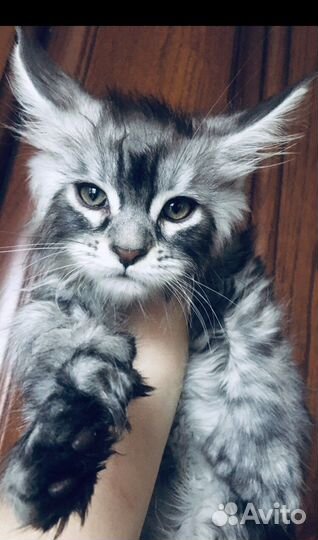 Вязка и котята мейнкуны полидакты и классики