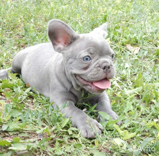 Французский бульдог