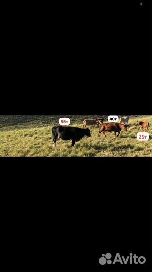 Корова дойная с теленком