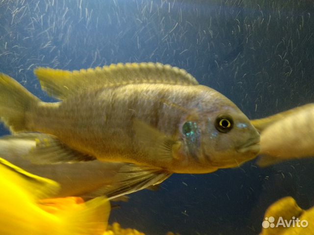 Рыбка Псевдофеус