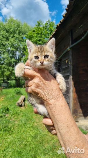 Котенок
