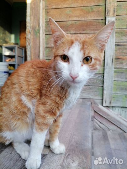 Котенок отдам