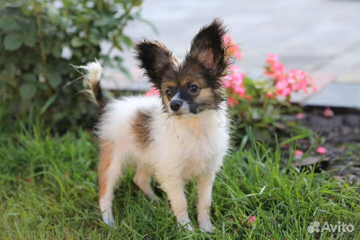 Щенки папийона