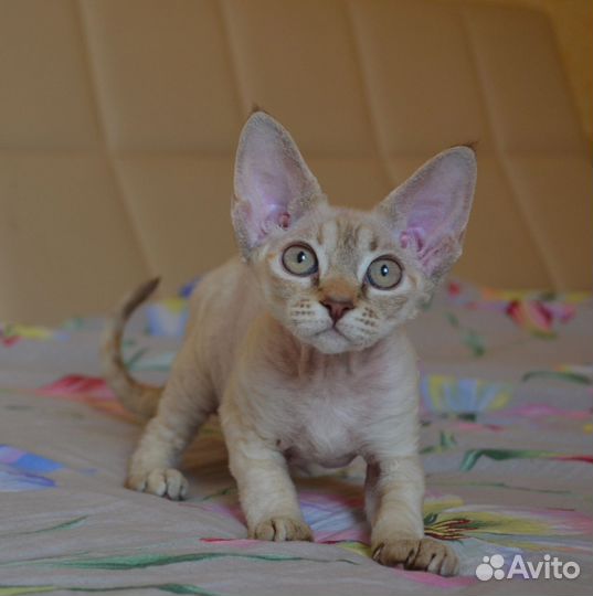 Кошечки девон рекс