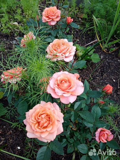 Розы комнатные