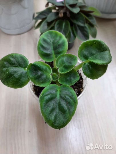 Фиалки набор