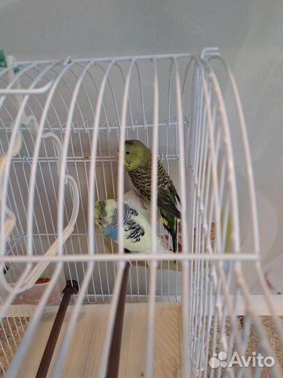 Волнистый попугай с клеткой