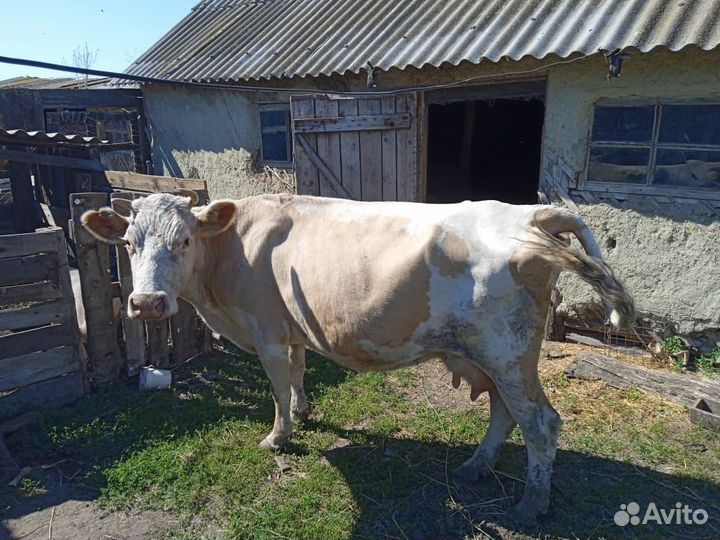 Корова стельная дойная