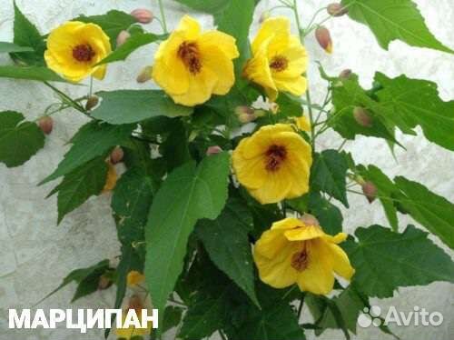 Абутилон (Комнатный Клен)