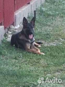Собака в добрые руки отдам бесплатно