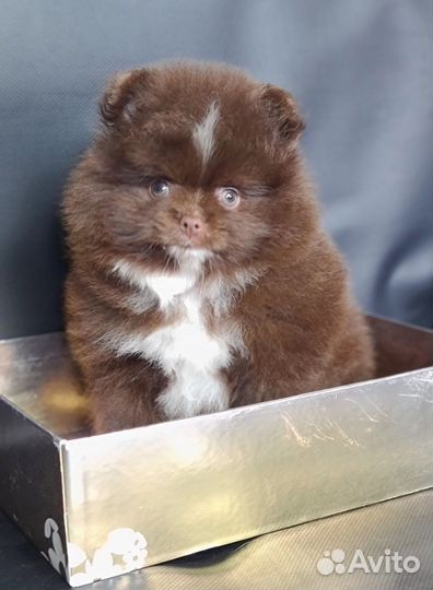 Померанский шпиц, мальчики красавчики