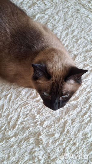 Отдадим кота