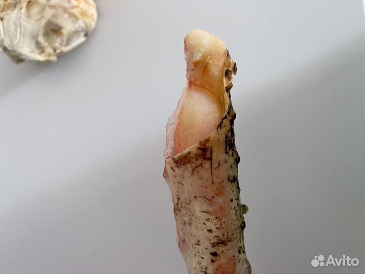 Клешни краба