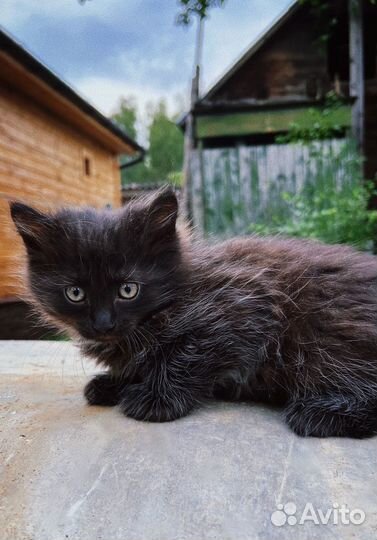 Котята в добрые руки с доставкой