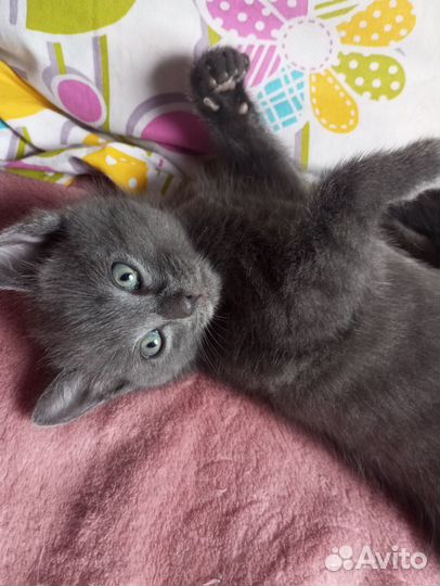 Котёнок мальчик