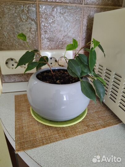 Продам цветы комнатные