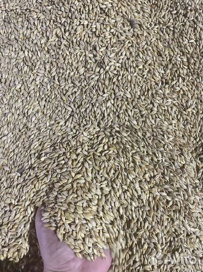 Зерно Ячмень