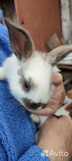 Продам крольчат