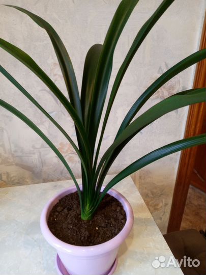 Комнатные растения