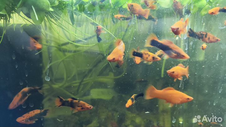 Аквариумные рыбки