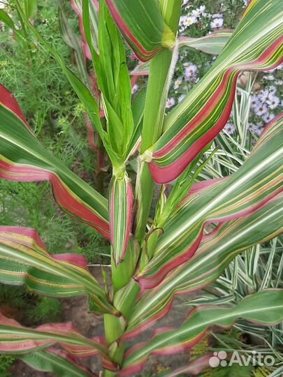 Кукуруза декоративная Пёстрая лента