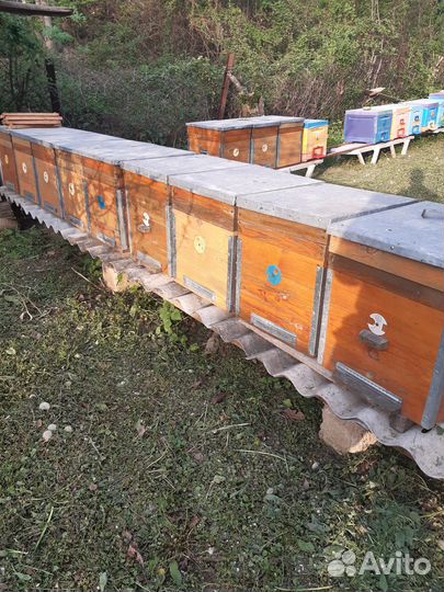 Ульи дадан 10 рамочный