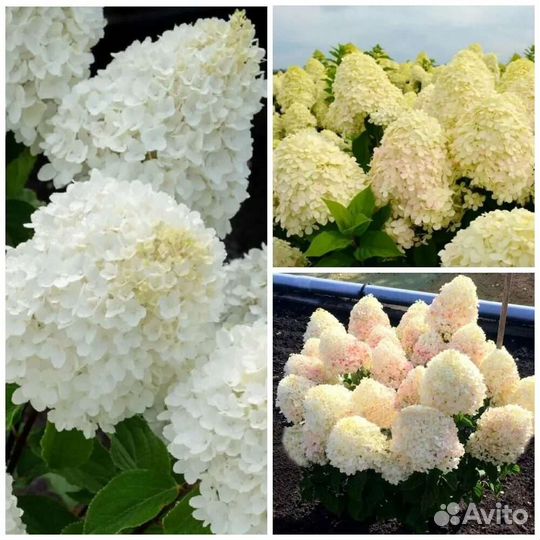 Гортензия Bonfire черенки