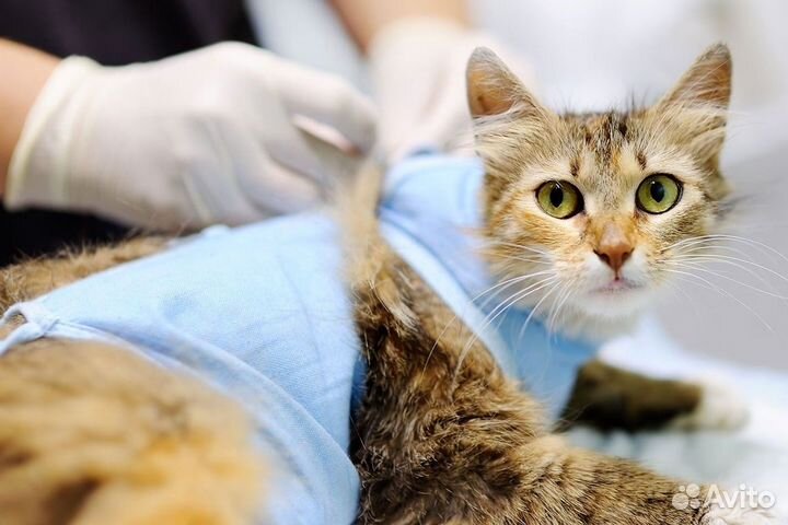 Кастрация котов