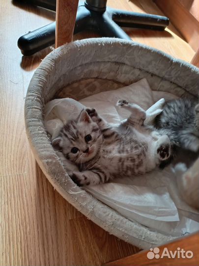 Шотландские котята