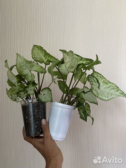 Комнатные растения